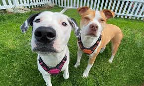 A big move for a small business. Paws Pawswalk 2020 Sponsors Paws
