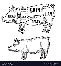 pig butcher diagram pork cuts design element for