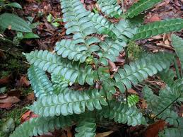 Image result for Didymochlaena