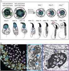 Deltag i faglige arrangementer og stå stærkere. Germ Granule Mediated Rna Regulation In Male Germ Cells In Reproduction Volume 155 Issue 2 2018