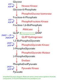 Glycolysis Biochem Co Biochem Science Notes Biochemistry Notes Biology Notes Microbiology Study