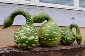 Image result for Lagenaria rufa