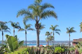 Image result for Syagrus