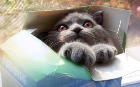 hintergrundbilder katzchen box coole katze lustige katze komisch 2560x1600 wallup 1012412 hintergrundbilder wallhere katzchen box coole katze lustige