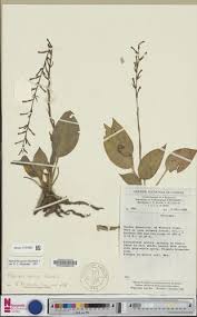 Image result for Manniella