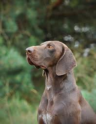 German Shorthaired Pointer Art Print By Waldek Dabrowski In 2020 German Shorthaired Pointer Gsp Puppies German Shorthair