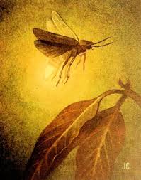 Vintage Lightning Bug Illustration Bug Tattoo Bugs Drawing Insect Art