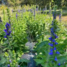 Image result for lobelia