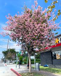 Image result for Bauhinia variegata