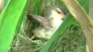 Ciblek kristal gacor ini ngebren ngonci cocok untuk memaster burung lain atau burung sejenis bisa juga untuk mikat burung ciblek follow instagram saya kang. Burung Ciblek Herunterladen