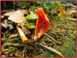 Image result for Pseudocolus schellenbergiae