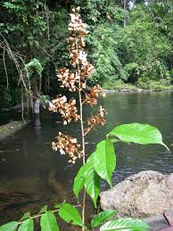 Image result for Millettia makondensis