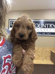 Check spelling or type a new query. Mini Goldendoodle Puppies Family Raised Mini Goldendoodles
