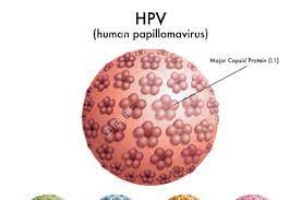 Hpv serviks (rahim ağzı), penis, vulva, vajina, anüs, ağız ve orofarenks ve diğer mukozal bölgeleri tutarak, bu bölgelerde kansere neden olabilmektedir. Virus Hpv Kanker Serviks Virus Hpv Pada Kanker Serviks Bebeplanet Ro Virus Hpv Pada Kanker Serviks