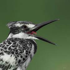 مبارك النوبي on instagram مساء الخير اهم شي الضحكة الرفراف الأبقع صياد السمك الأبقع طير القفال الشياني pied kingfisher ceryle rudis camera