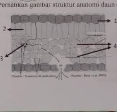 Tempat Berlangsungnya Proses Fotosintesis Terjadi Pada Jaringan Yang Ditunjukkan Oleh Gambar Nomor Brainly Co Id