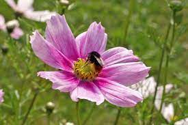 Bilder einreichen können sie allerdings. Die 10 Beliebtesten Sommerblumen Im Garten Garten Diybook At