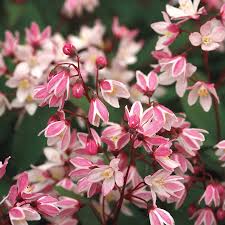 Image result for Deutzia