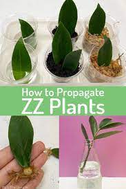 Check spelling or type a new query. How To Propagate Zz Plants My Little Jungle
