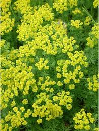 Check spelling or type a new query. E H Euphorbia Euphorbia Cyparissias Euphorbia Desert Plants Plants