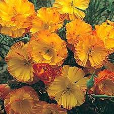 Image result for Eschscholzia