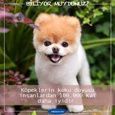 Kopekler Hakkinda Sasirtici 16 Bilgi