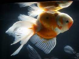 Swim Bladder Disorder