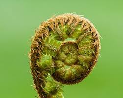 Image result for Dryopteris