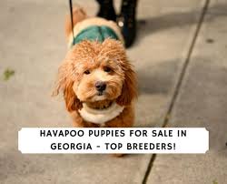 European puppies for sale with a lifetime guarantee! Havapoo Puppies For Sale In Georgia Top 3 Breeders 2021 We Love Doodles