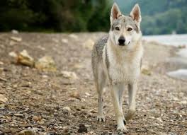 Перевод песни wolves — рейтинг: 8 Differences Between Dogs And Wolves Petmd