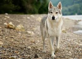 Selena gomez rare (deluxe edition) wolves. 8 Differences Between Dogs And Wolves Petmd
