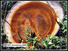 Oak is a dense wood; Wood Structure