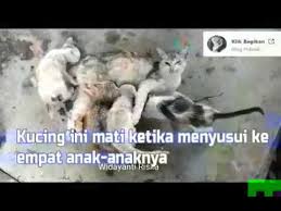 Download your search result mp3, or mp4 file on your mobile, tablet, or pc. A Omar Hana Amal Harraz Youtube