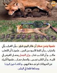 Pin By Manilik On مختصر حياة Animals