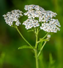 Image result for Achillea millefolium