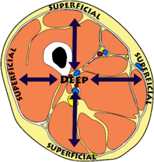 Test knowledge of anatomy and physiology by identifying features on ear eye heart and cell reproduction diagrams. Anatomical Orientation And Directions Human Anatomy And Physiology Lab Bsb 141