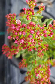 Image result for Crassula sarcocaulis