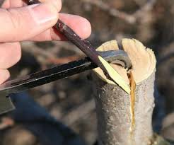 Grafting apple stock onto maple root stock will work, but i cannot see any advantage to doing that. Fruit Tree Grafting Umass Center For Agriculture Food And The Environment