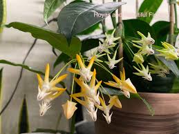 Image result for hoya multiflora