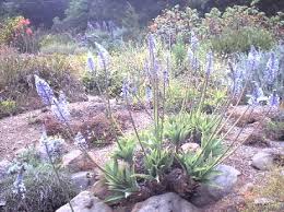 Image result for Merwilla lazulina