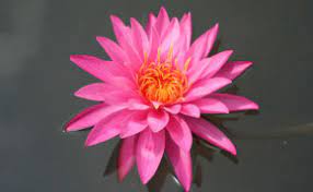 Great place for water/ pond plants, fish, food, pumps, etc. Aquatic Plants Los Angeles Pond Supply Store Pond Plants Sunlandwatergardens Com Pond Supplies Pond Plants Pond Fish Aquatic Plants