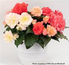 Image result for Begonia princeae
