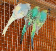 See what bill butler (wdbutler1950) has discovered on pinterest, the world's biggest collection of ideas. Nestj Wellensittiche Sittiche Rainbows U A Wellensittich Sittich Sittiche