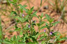 Image result for Oxygonum sinuatum