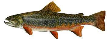 Eubleekeria jonesi (james, 1971) mandarin name: Maryland Fish Facts
