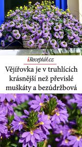 Image result for foto Vějířovka