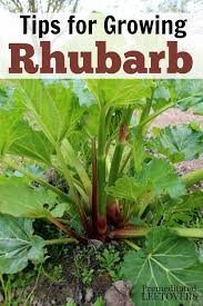 The bottom line is that rhubarb may bolt for a variety — and likely a combination — of several factors. How To Grow Rhubarb Rhubarb Plants Growing Vegetables Growing Rhubarb