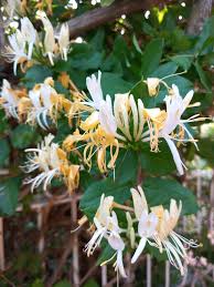 Image result for Turraea floribunda