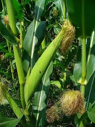 Image result for Zea mays