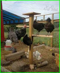 .ukuran kandang ayam mul dari umur 1 hari sampai 60 hari, dari doc sampai panen mungkin bakal jadi referensi untuk kalian yang akan memulai ternak ayam khususnya ayam kampung super info pemesanan doc joper langsung. Kandang Ayam Bangkok Yang Sederhana Tetap Kreatif Dan Modern Dunia Fauna Hewan Binatang Tumbuhan